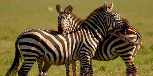 Two zebras keeping watch.