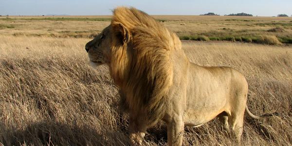 Male Lion in the wild in Africa