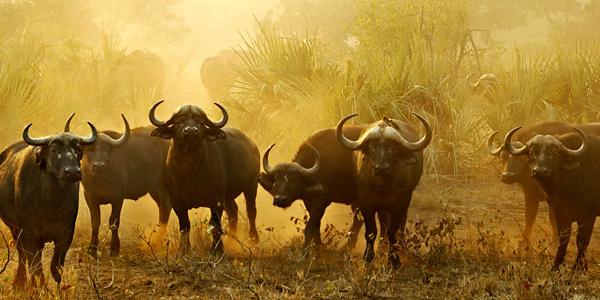 Ox in Africa