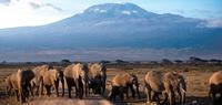 Mt. Kilimanjaro Private Trek - Shira Route