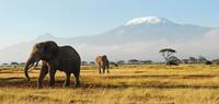 Mt Kilimanjaro Group Trek - Rongai Route