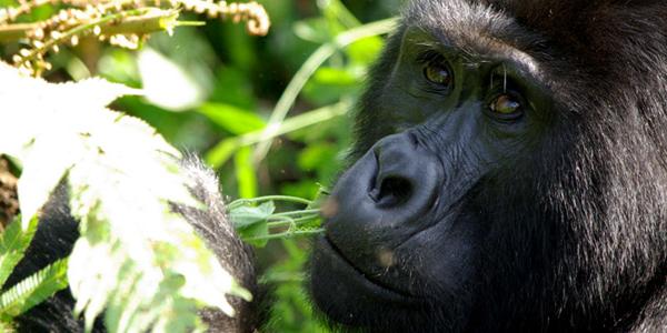 Big gorilla in Uganda