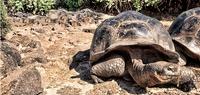 Voyage Galapagos - 7 Day, g1, North Islands