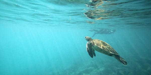 Turtle Swimming in the Ocean off the Coast of the Galapagos Islands