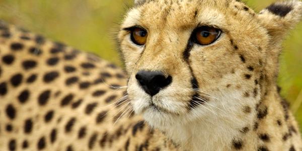 Cheetah in Namibia
