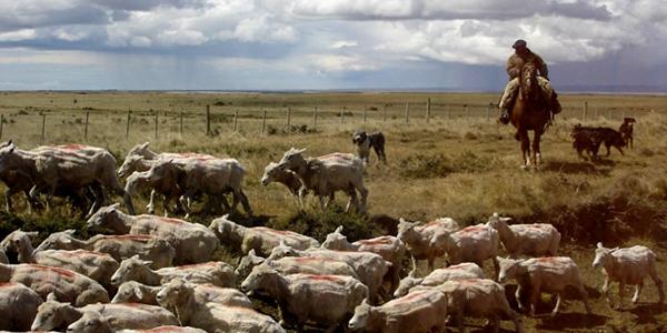 A herder rounds up his sheep
