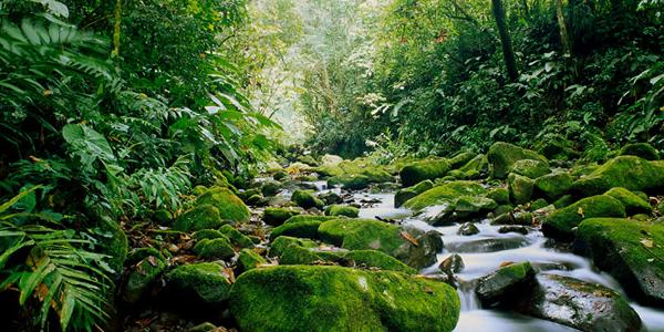 The lush rainforests of Sarapiqui 