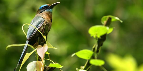 Hummingbird in the rainforest of Costa Rica.