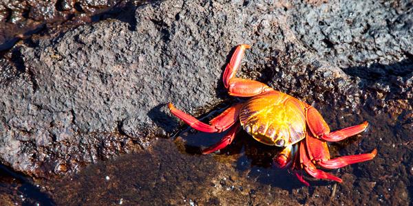 Single Crab on Rocks in the Galapagos Islands