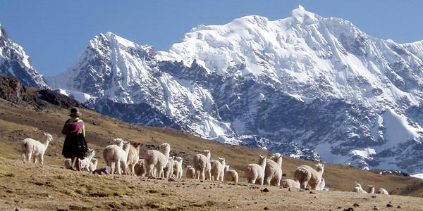 A local shepherd tending his llamas on the slopes of the Andes