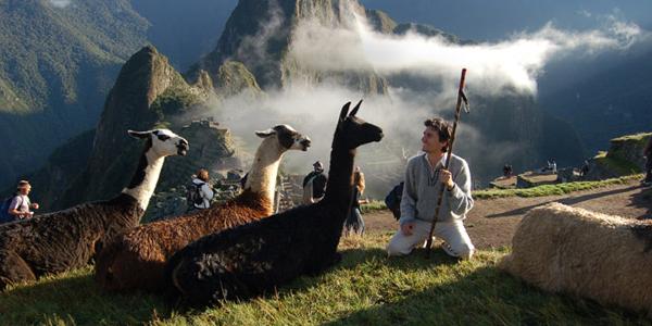 Llamas in front of the mist over Machu Picchu