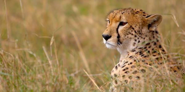 Cheetah on the plains.