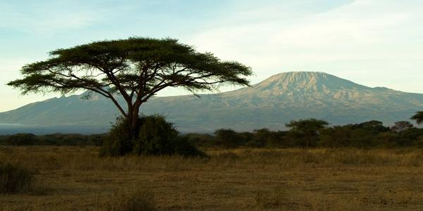 An acacia tree and Kilimanjaro in Tanzania.