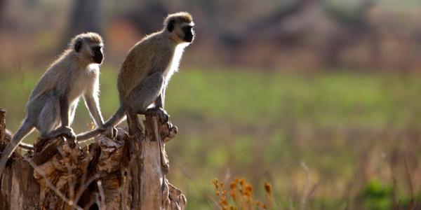 Two monkeys in the Serengeti