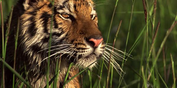 Tiger gazing through the grass in India