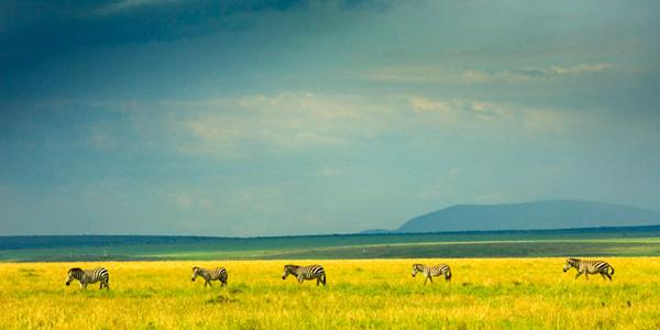 Zebras and the beautiful colours of the Kenyan plains.