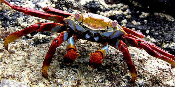 The red-rock Galapagos crab