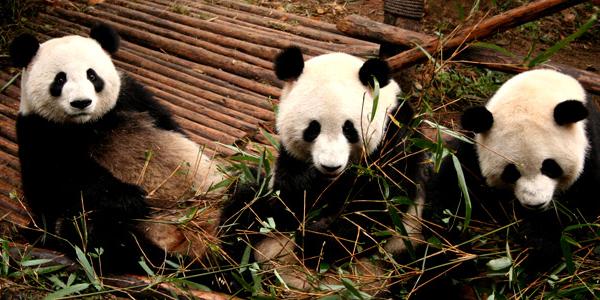 3 Pandas playing