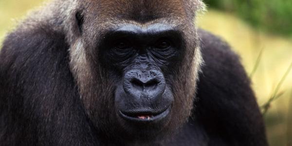 Closeup of a male African gorilla.