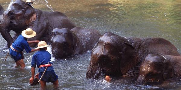 Elephants being bathed