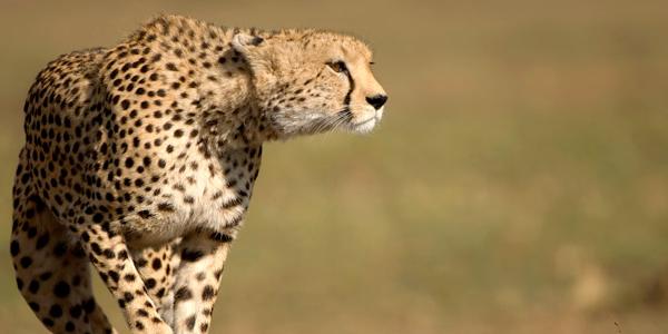 Cheetah on the hunt.