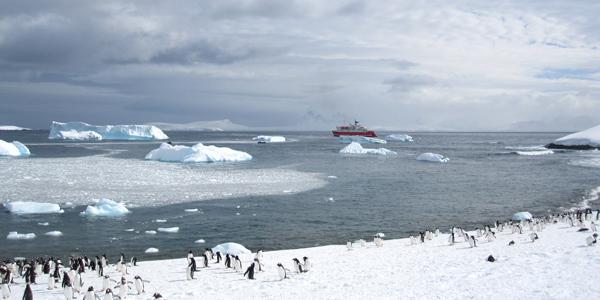 Dozens of penguins along the edge of the ice in Antarctica with the M/S Expedition in the background.