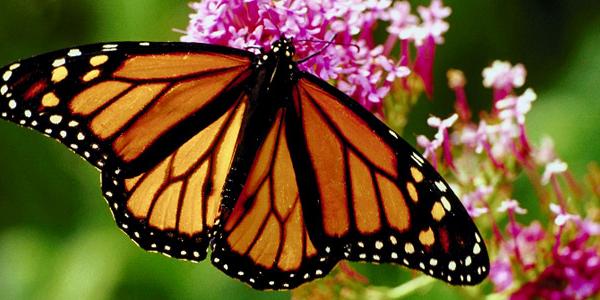 A beautiful Monarch butterfly