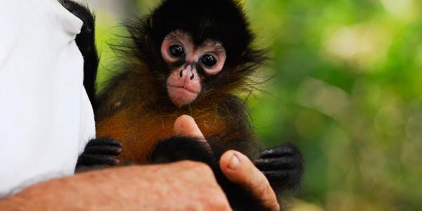 A tiny baby monkey!