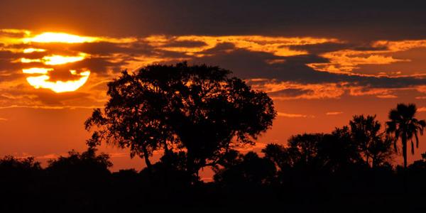 AFrican Sunset in Orange Trees