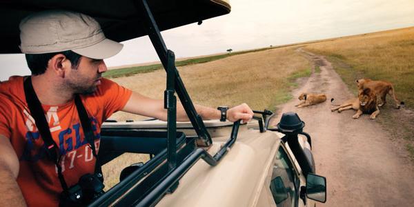Lion watching