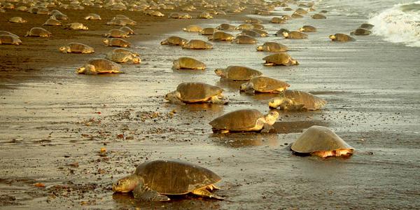Thousands of sea turtles come ashore to lay their eggs