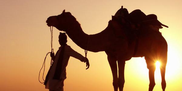 Camel and driver at sunset.
