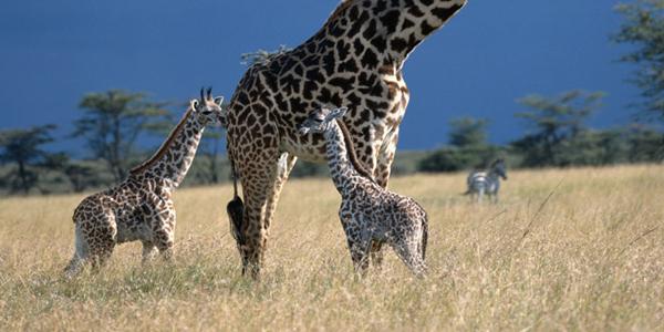 Baby giraffes in South Africa.
