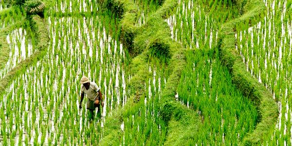 Man working at a tea plantation in Malaysia