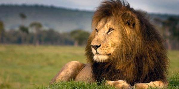 Male lion resting in Kenya.