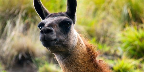 An alpaca