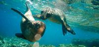 Explore Galapagos - Central Islands
