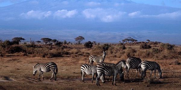 Zebras below Kilimanjaro.
