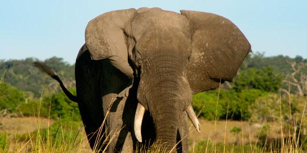 Elephant playing in the wild of Africa