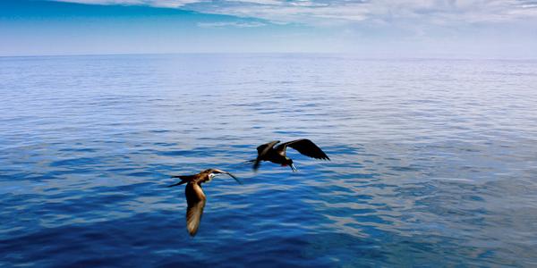 Wildlife is everywhere in the Galapagos.