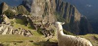 Inca Discovery