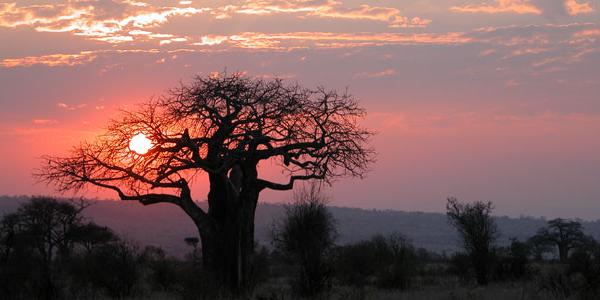 Tree in foreground of safari sunset