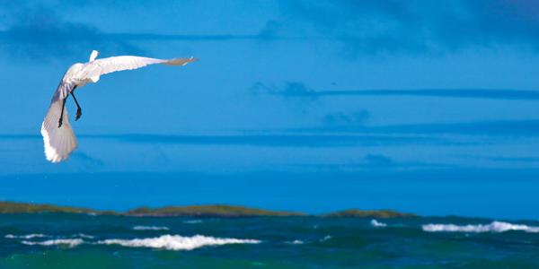 Bird Flying over Ocean