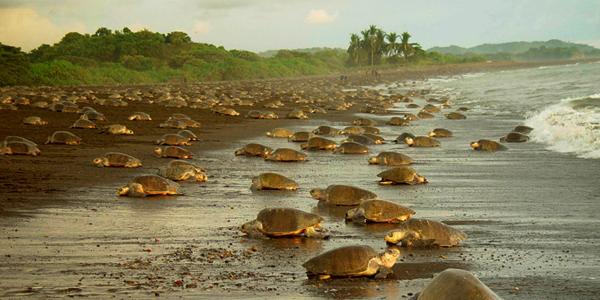 Thousands of giant turtles come ashore during nesting season