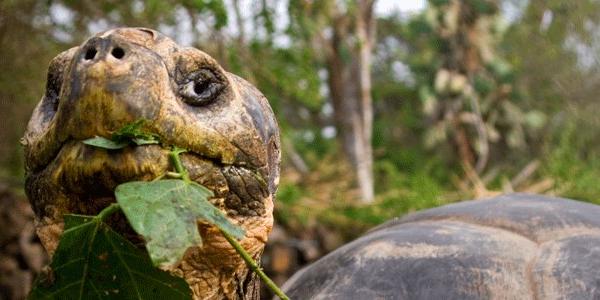 A giant turtle
