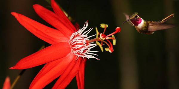 A hummingbird next to a beautiful red flower