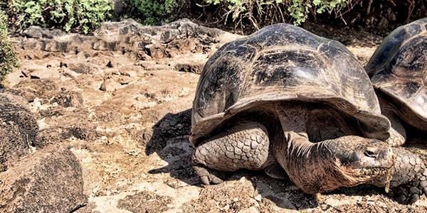 Turtle playing in the sand