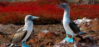Discover Galapagos - Southern and East Islands