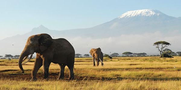 Elephants before a snow-capped Kilimanjaro.