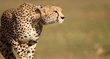 Masai Mara Camping Safari